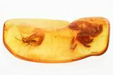 Detailed Fossil Ant (Formicidae) In Baltic Amber #330692-1